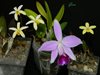 Laelia pumila alba 'HI' х Laelia pumila coerulea 'Violeta (AWZ Бразилия)